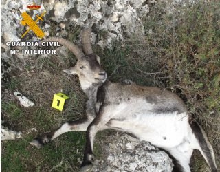 Investigan a cuatro personas por furtivismo de caza en los términos municipales de Nerpio y Tobarra