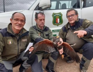 Rescatan un Águila de Harris en la pedanía de Sierra