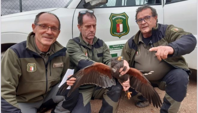 Rescatan un Águila de Harris en la pedanía de Sierra