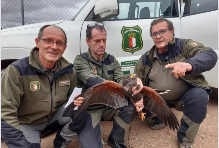Rescatan un Águila de Harris en la pedanía de Sierra