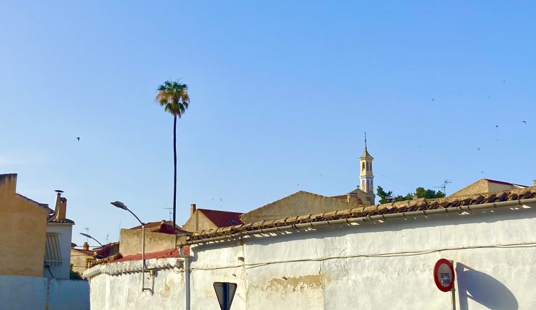 La consejería de Educación, Cultura y Deportes se declara incompetente para impedir el traslado de la palmera de la Huerta del Río