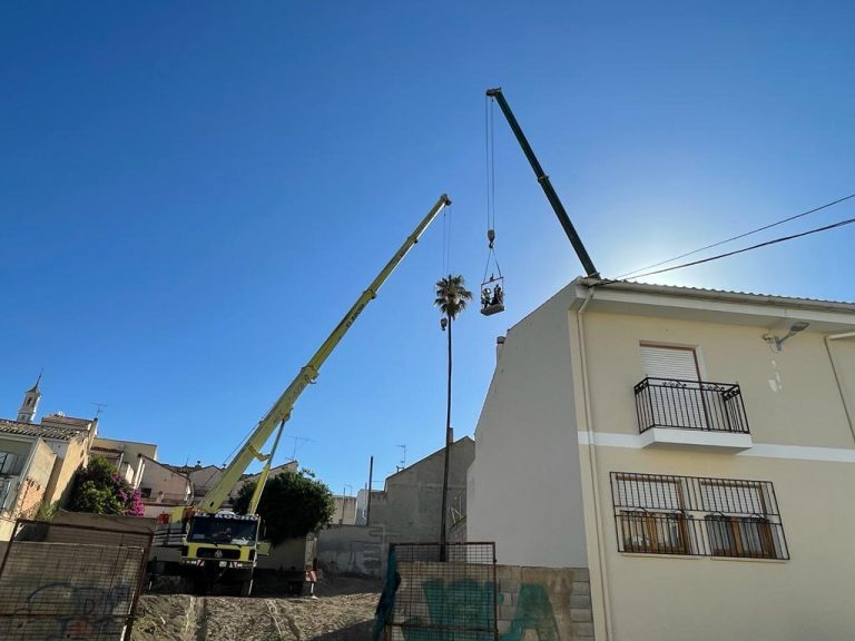 Por fin se llevó a cabo el traslado de la palmera del Huerto del Río