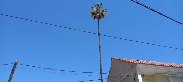 La palmera de la Huerta del Río será trasladada y replanteada en el Jardín de Rivello