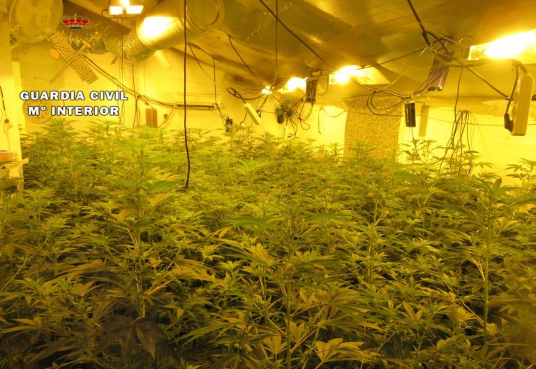 Detenidos dos vecinos de Hellín por cultivo de marihuana en Tobarra