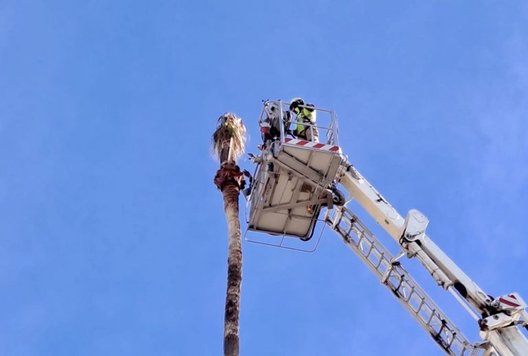 La gran palmera ya verdea