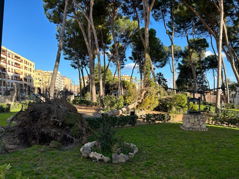 Los árboles de Parque Municipal sufren la fuerza del vendaval