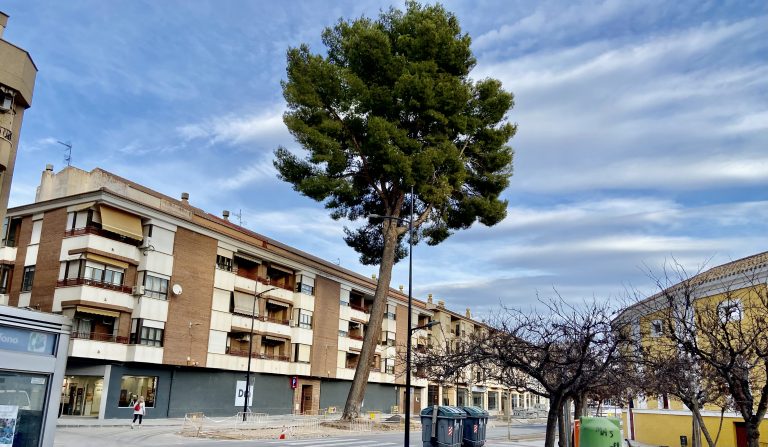 Continúa la polémica del pino de la Avenida del Poeta Mariano Tomás