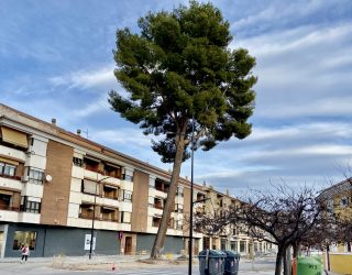 Continúa la polémica del pino de la Avenida del Poeta Mariano Tomás