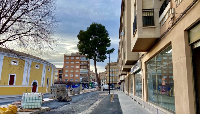 El pino de la Avenida del poeta Mariano Tomás será talado en los próximos días