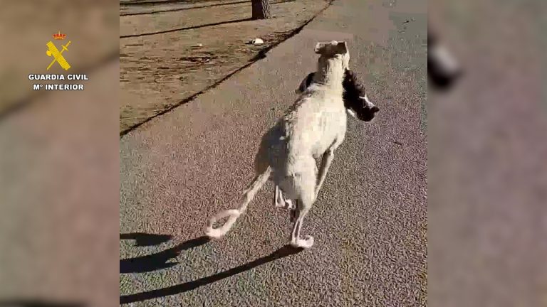 La Guardia Civil de Albacete investiga a dos hellineros por un delito de maltrato animal