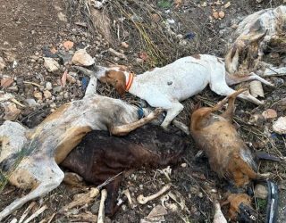 La Asociación en Defensa de los Animales Refugio de SORI denuncia una fosa ilegal con numerosos animales muertos en Hellín