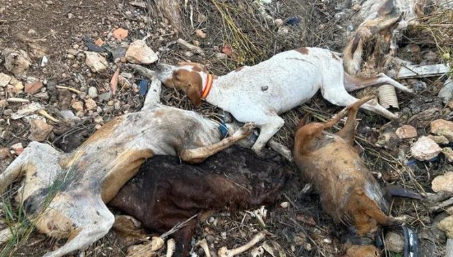 La Asociación en Defensa de los Animales Refugio de SORI denuncia una fosa ilegal con numerosos animales muertos en Hellín