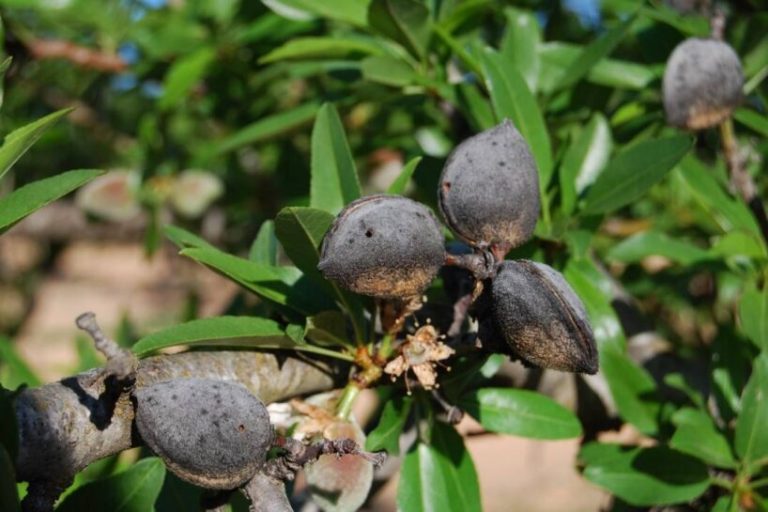 Desde la concejalía de Agricultura se hace un llamamiento a todos los productores de almendra para poder controlar la plaga de la avispilla