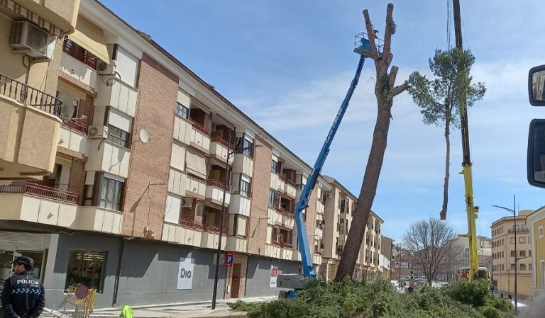 Talado el pino ubicado en la avenida del Poeta Mariano Tomás de Hellín