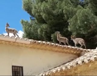 Cabras montesas en los tejados de viviendas de Hellín