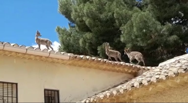 Cabras montesas en los tejados de viviendas de Hellín