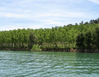 La CHS adjudica el mantenimiento de una superficie total de 140 hectáreas de terrenos forestales