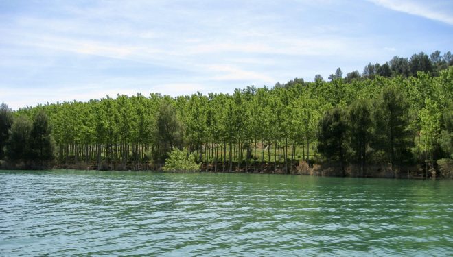 La CHS adjudica el mantenimiento de una superficie total de 140 hectáreas de terrenos forestales