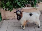 La Policía Local retira una cabra enana de las calles céntricas de la ciudad
