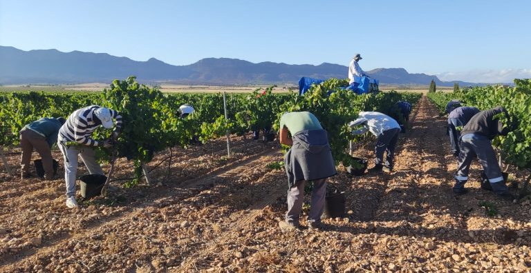 Vendimia en la DOP Jumilla: un acontecimiento que refleja la identidad de Hellín y la región