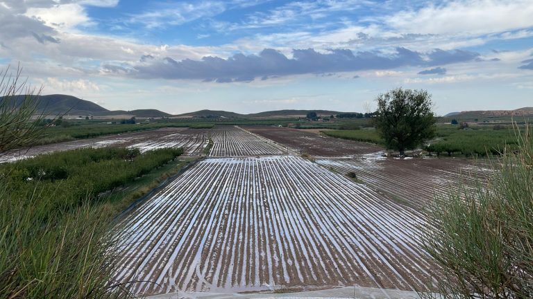 Tormentas afectan severamente a cultivos en Hellín, Fuente Álamo y Montealegre del Castillo