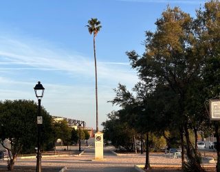 La histórica palmera de la casa solariega de los Ladrón de Guevara un ejemplo de compromiso ambiental