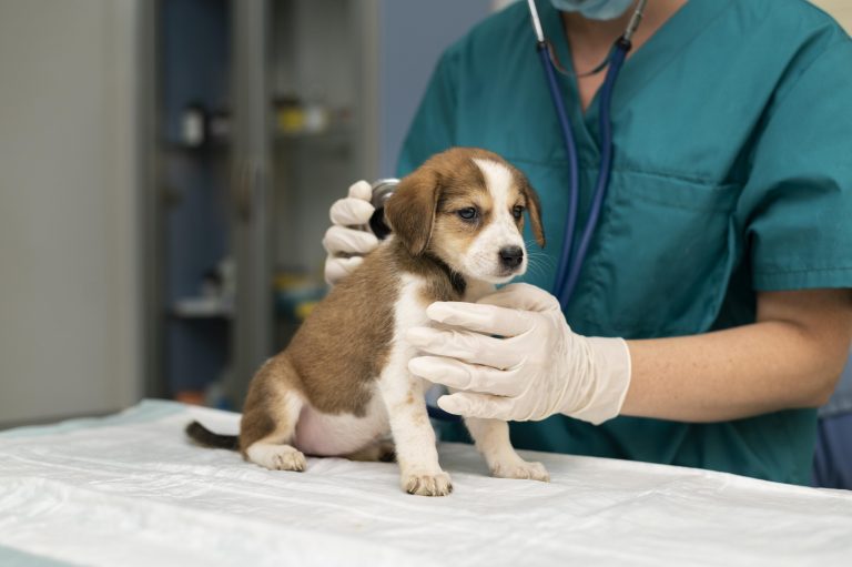 ¿Es posible tomar bajas laborales para cuidar de mascotas según la nueva Ley de Bienestar Animal en España?