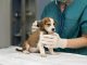 ¿Es posible tomar bajas laborales para cuidar de mascotas según la nueva Ley de Bienestar Animal en España?