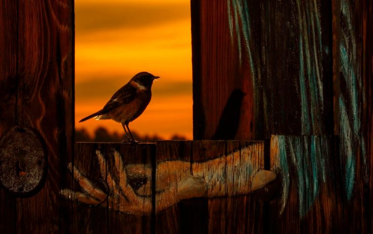 Julián Fernández, el fotógrafo de la Naturaleza que conquista el mundo con su talento