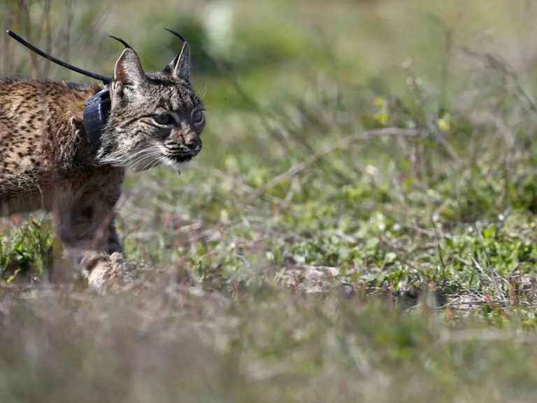 Ecologistas en Acción confía en que se condene como debe al cazador que mató a la lincesa Nenúfar