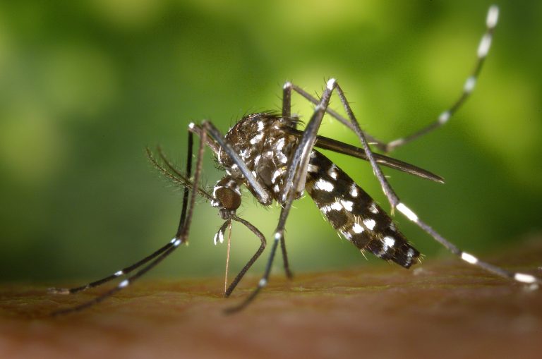 El mosquito tigre llega a Hellín y sigue expandiéndose por España