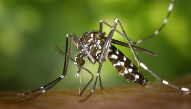 El mosquito tigre llega a Hellín y sigue expandiéndose por España