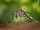 El mosquito tigre llega a Hellín y sigue expandiéndose por España