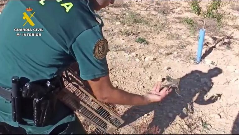 Investigada una persona en Helín por la captura ilegal de pájaros silvestres