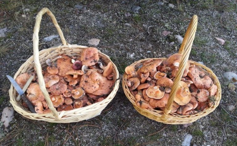 Límite de cinco kilos por persona y día en la recolección de setas
