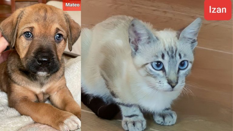 La protectora albaceteña ‘Rescatados en Adopción’ no permitirá adopciones en Navidad