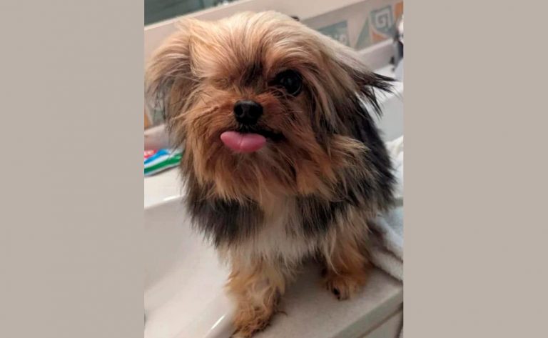 Gruñón, el Yorkie de la protectora de Albacete que busca familia