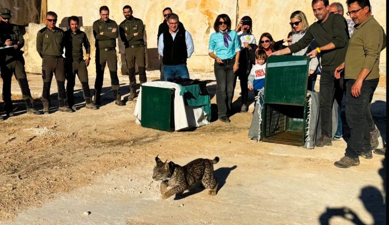 Exitosa suelta de Urze y Uryu, una pareja de linces ibéricos en Hellín