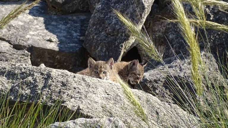 El Lince Ibérico encuentra un refugio seguro en los términos municipales de Albatana, Hellín y Tobarra