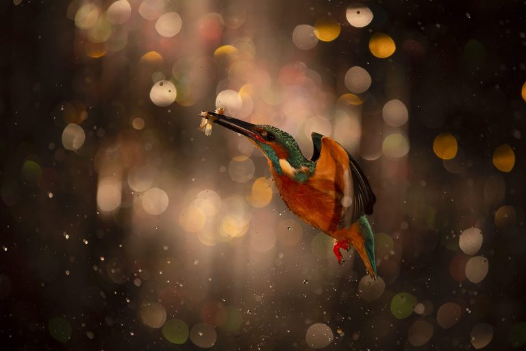 Julián Fernández Quilez, ganador del concurso de Naturaleza de La Rioja con la impactante imagen “Lluvia de Estrellas”