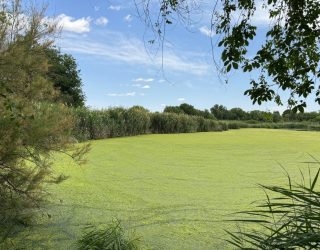 Alerta por la proliferación de algas en la Laguna de los Patos