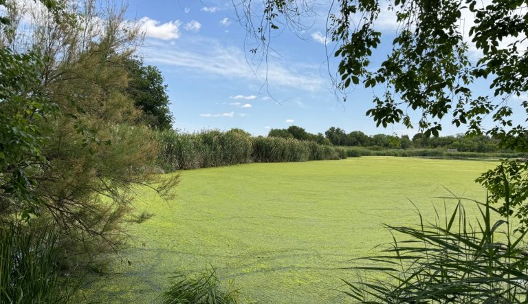 Alerta por la proliferación de algas en la Laguna de los Patos