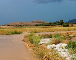 Las fuertes lluvias causan daños significativos en el campo y la agricultura de Hellín y sus pedanías