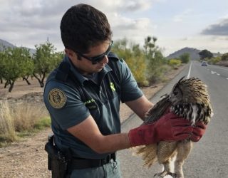 El SEPRONA salva a un búho real herido en Tobarra