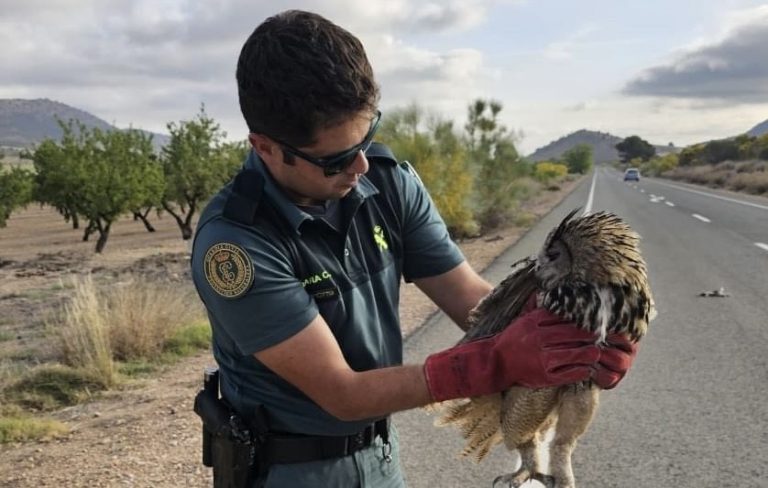 El SEPRONA salva a un búho real herido en Tobarra