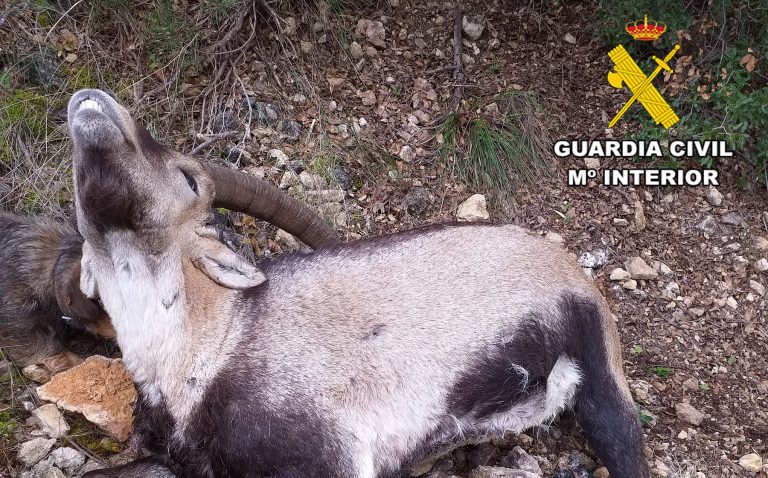 La Guardia Civil investiga a tres personas de Hellín y Tobarra por un supuesto delito contra la flora y fauna