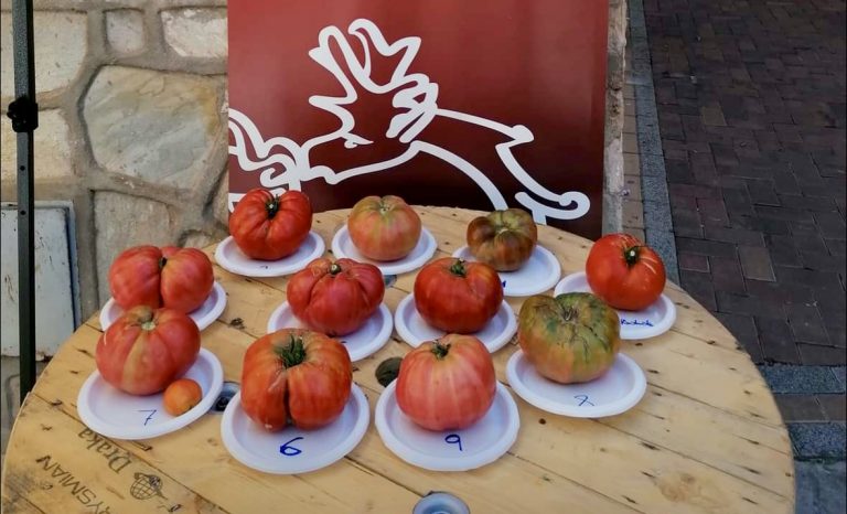 Se busca el tomate más gordo de Liétor