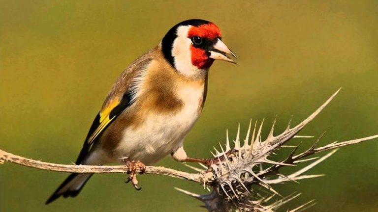 Dos personas sorprendidas cazando pájaros con trampas y veneno en Hellín