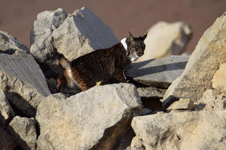 Preocupación por la caza ilegal tras la muerte de un quebrantahuesos y varios linces