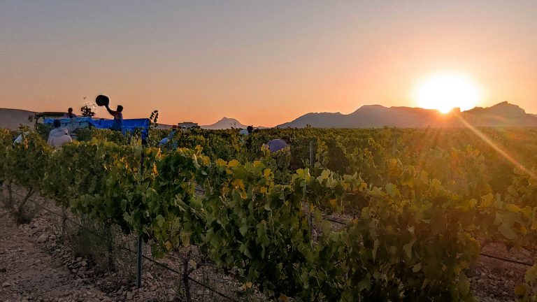 El papel clave de Hellín, Tobarra, Ontur y Albatana en la DOP Jumilla